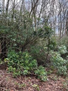 rhododendron clearance grant