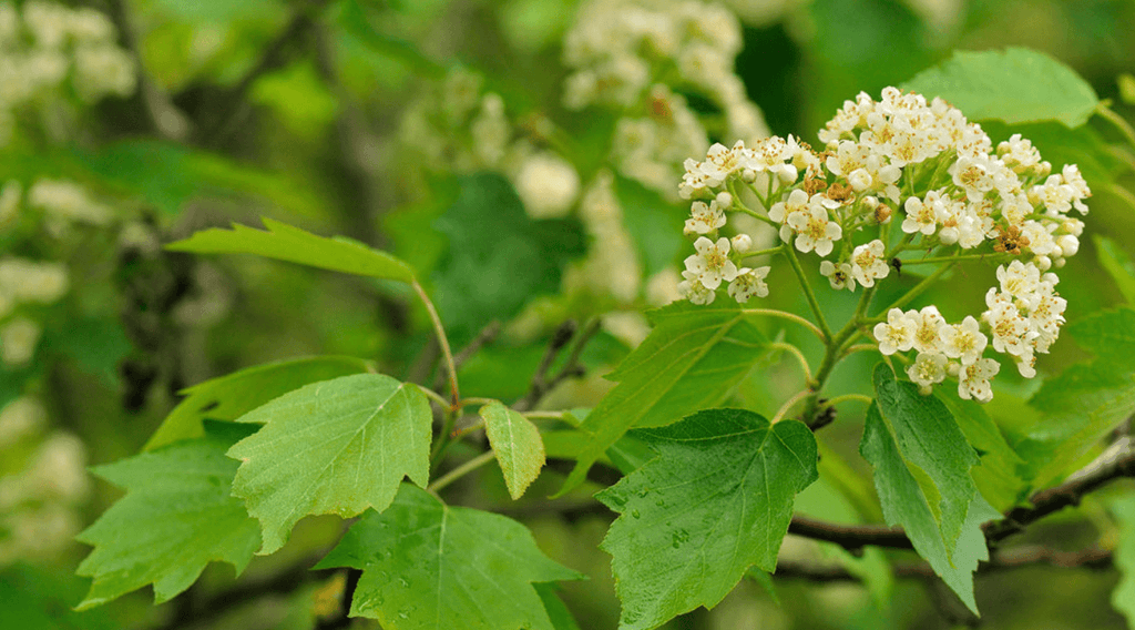Wild service tree leaves and flowers