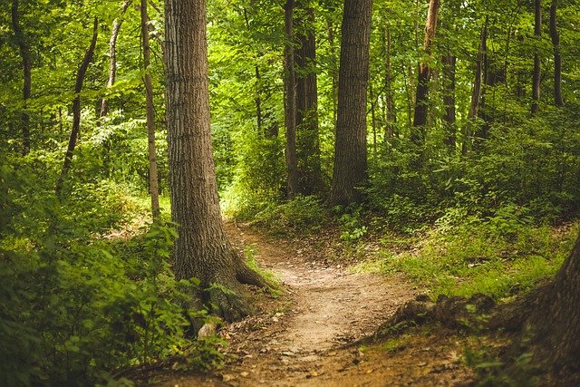 forest, trees, woods, nature, outdoors, path, woodlands, glade, trail, forest path, forest trail, nature path, nature trail, forest, forest, forest, forest, forest
