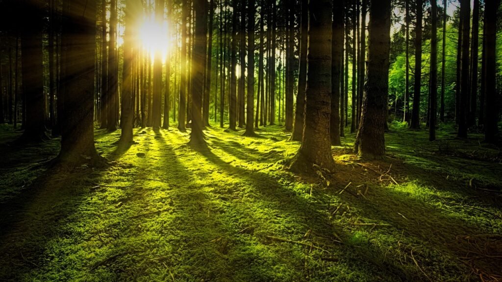 trees, moss, forest, sunlight, sunrays, sunbeams, woods, woodlands, glade, undergrowth, nature, sun, rays, greenery, lush, vegetation, dawn, landscape, shadows, green, trees, forest, forest, forest, forest, forest, nature, sun