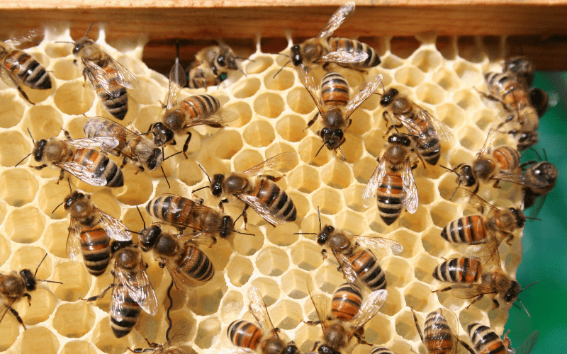 microwild images min min