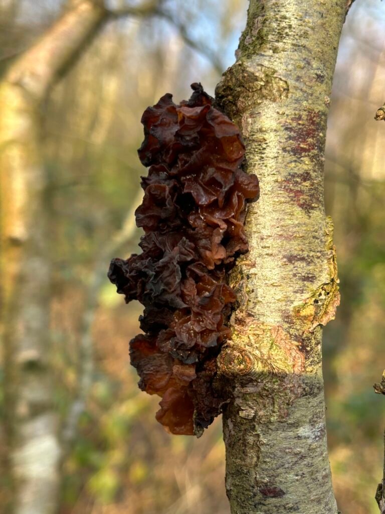 Fungus survey for habitat and woodland management plans - featuring leafy brain fungus